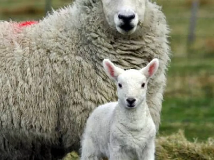 Ewe and lamb
