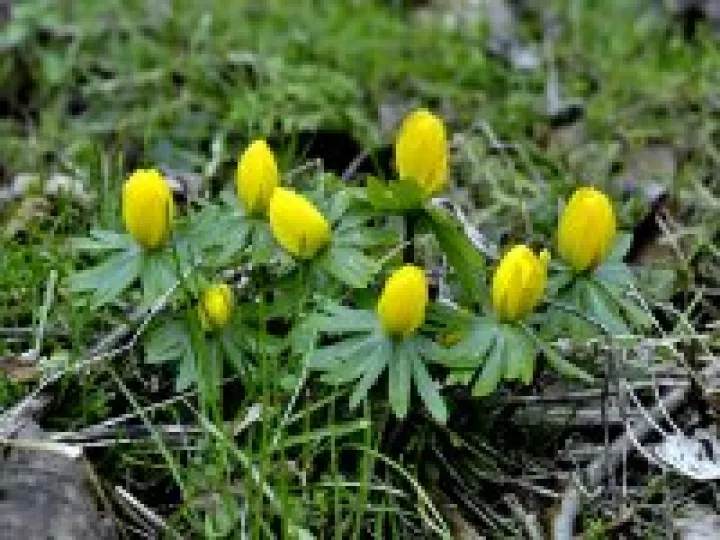 Snakemoor Aconites