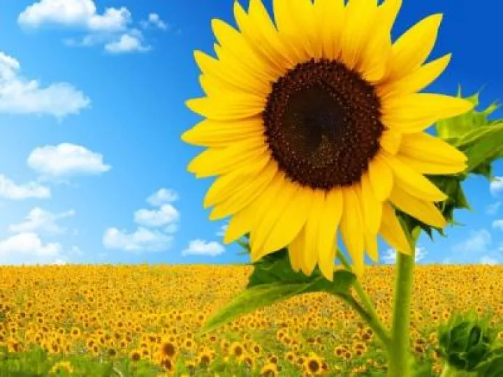 Sunflower for adults