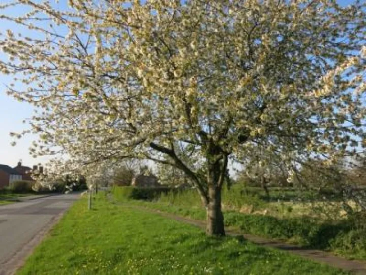 Springtime in Tarvin Img_5589
