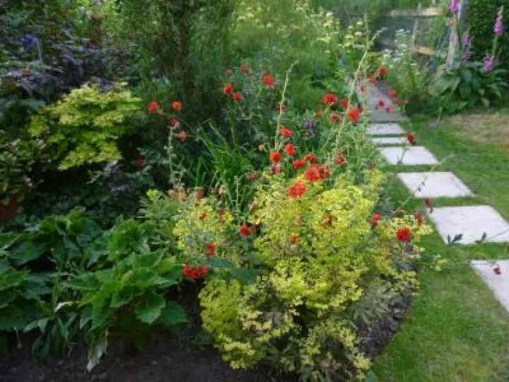 Flower Club June 2017 P1030280