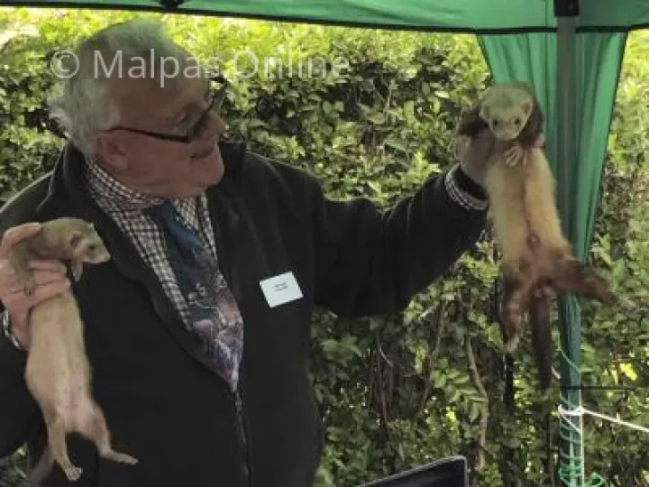 The world of Ferrets
