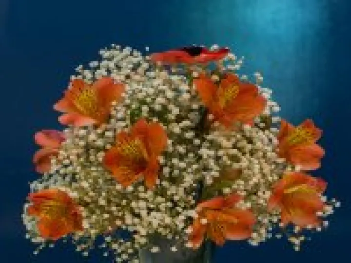 Spring Flower Display 4