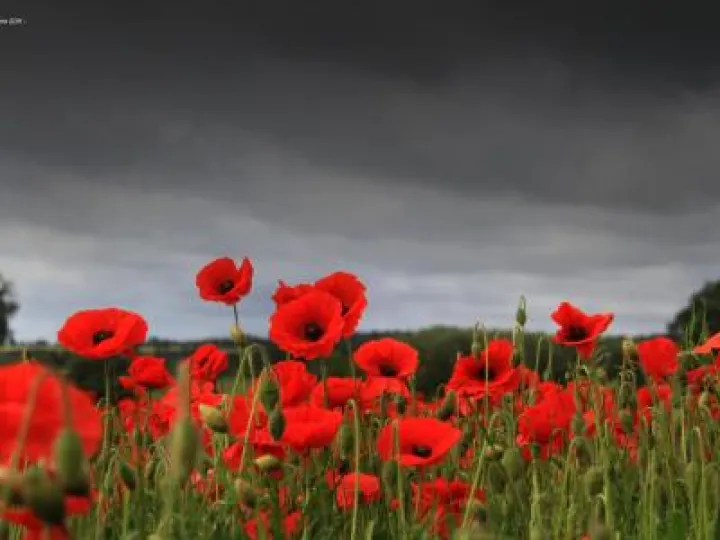 Remembrance Poppies 02