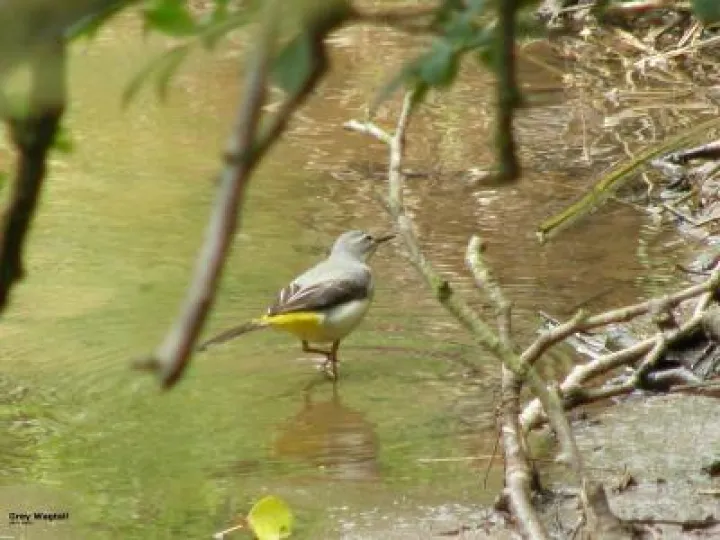 Grey Wagtail