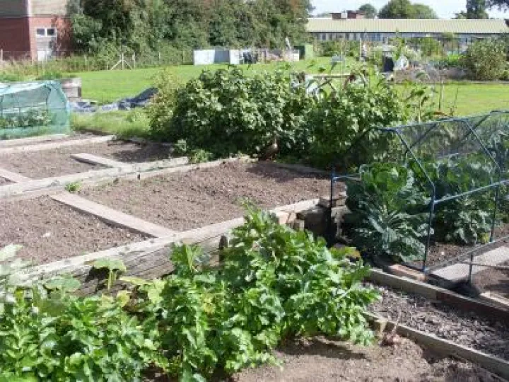 Tattenhall Allotments