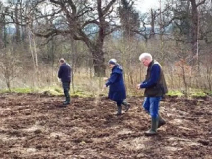 SeedingJubileeWood
