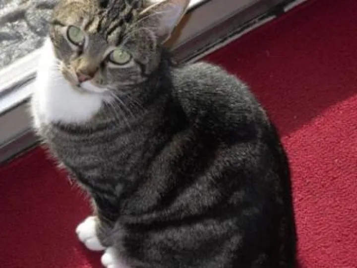 Danville-Callie-gray-tabby