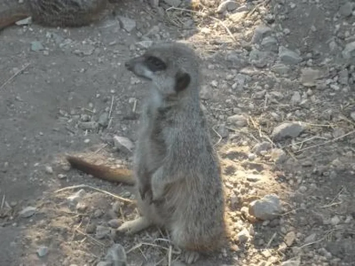 Meercat at Reaseheath