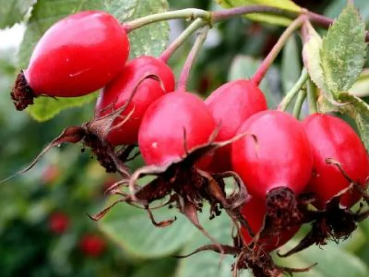 rosehips_on_plants_1400x-progressive
