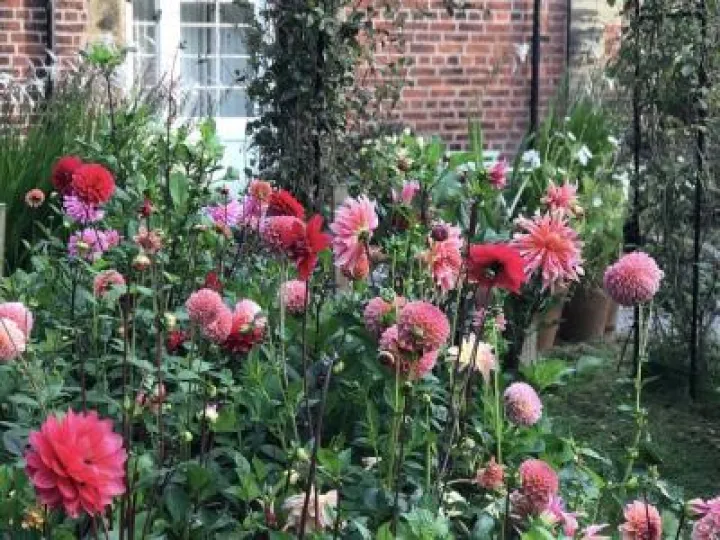 Garden musings Sept 2018