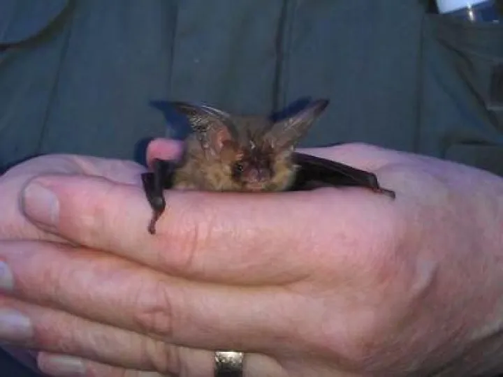 BAT