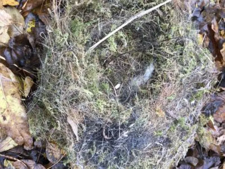 TWT Great Tit Nest In Nuthatch Box   Laura Denny