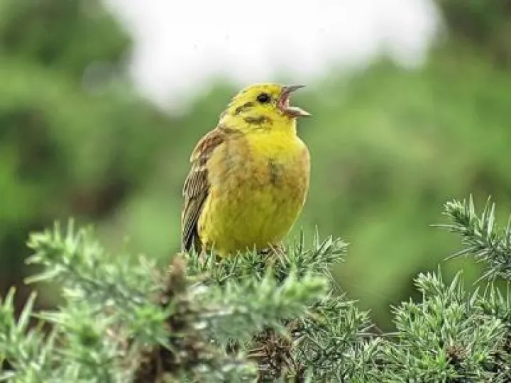 YellowhammerYthanEstuaryJuly18 (1)