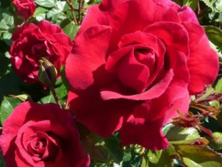 Lovestruck  dicommatac