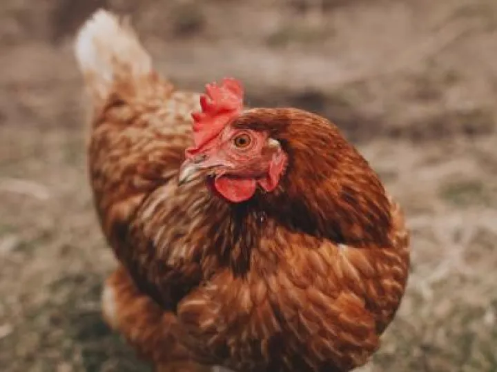hen