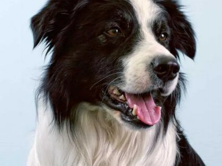 Border Collie