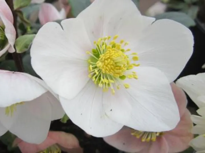 helleborus-niger_1_orig
