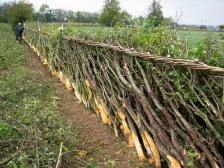 hedge-laying-courtesy-of-dave-bull