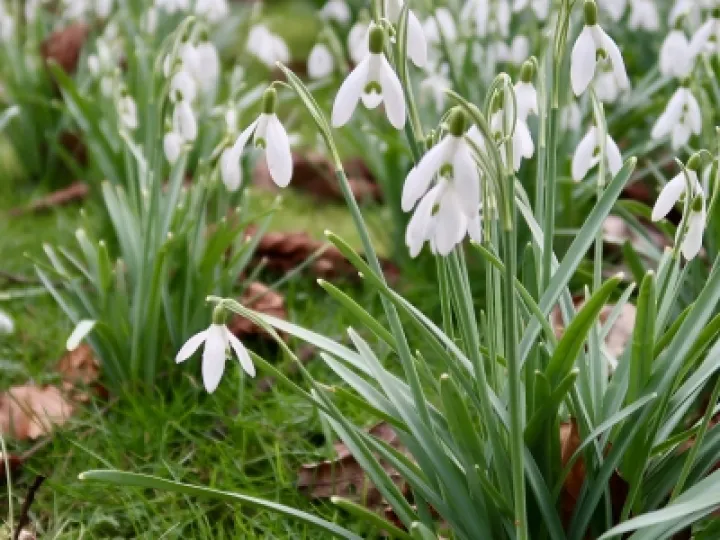 Snowdrops