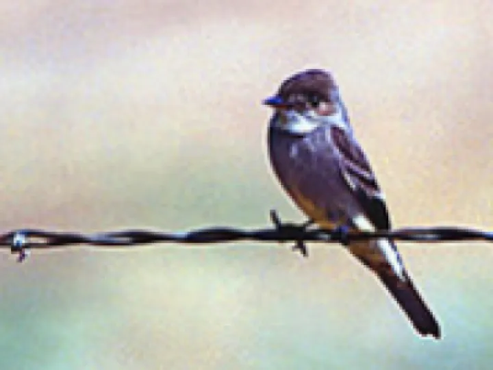 Greater Pewee Flycatcher