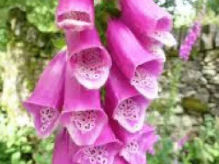 Fox glove