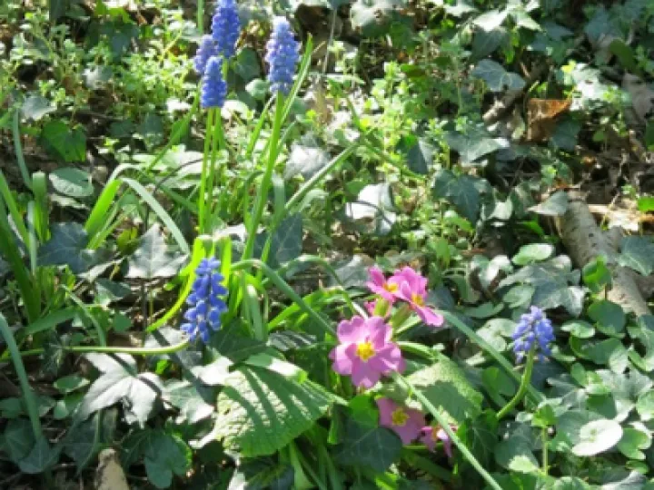 Keith Barker woodland April 2020