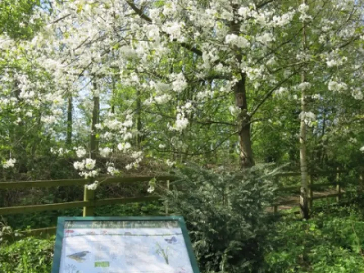 Woodland Walk (2)e2c83