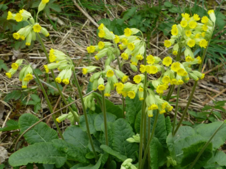 Cowslips Jd