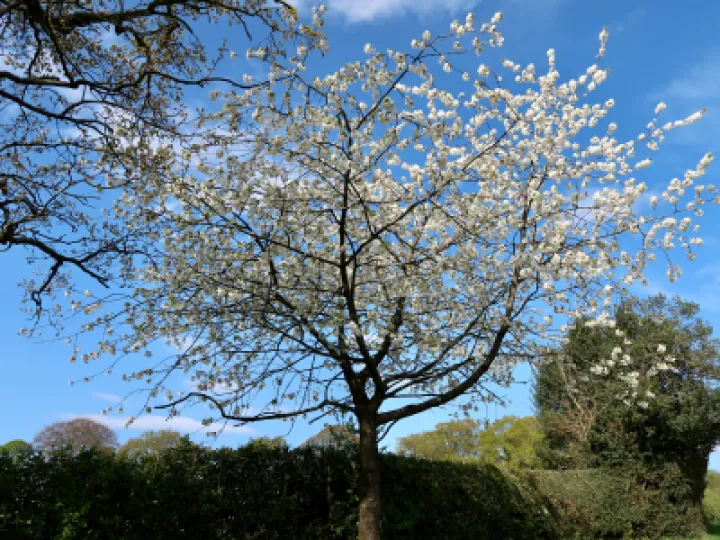 Blossom Tree 2