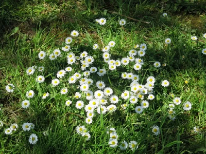 Woodland Walk KB Image004 (8)