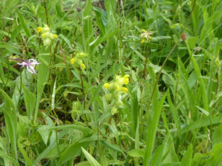 Yellow Rattle