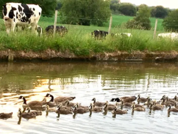 goslings