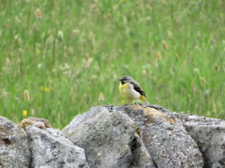 grey_wagtail