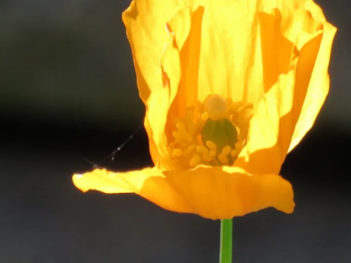 yellow_poppy