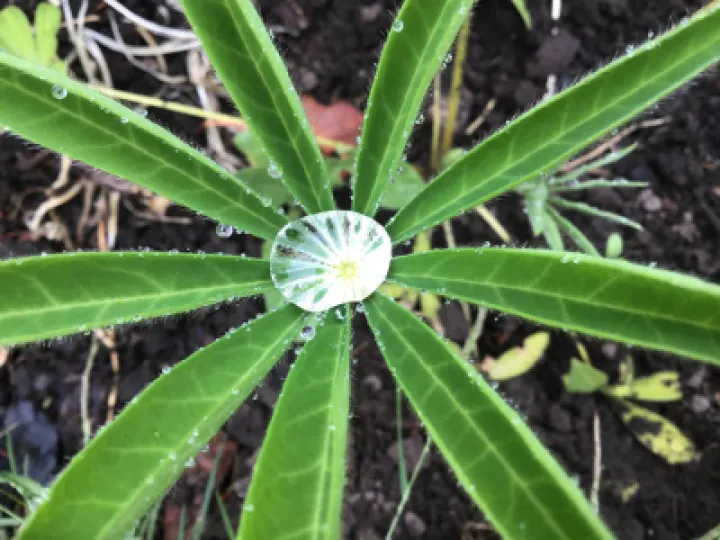 lupin
