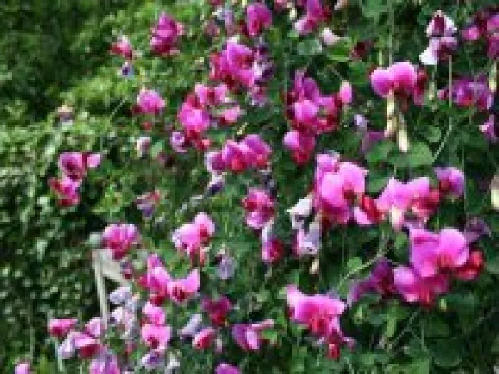 Sweet Peas in Audlem
