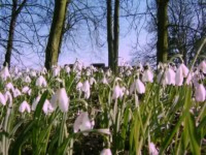 Snowdrops in Audlem wood