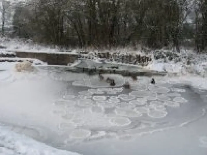 Ice lilypads – Christmas 2010 