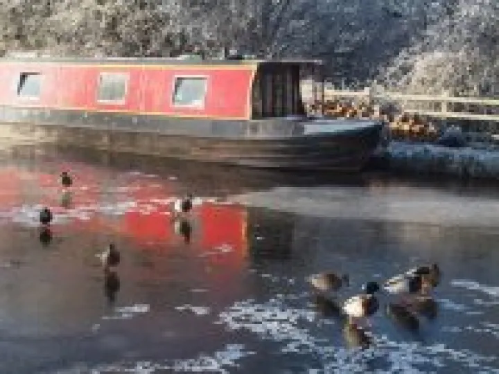 Ducks on ice – December 2010 