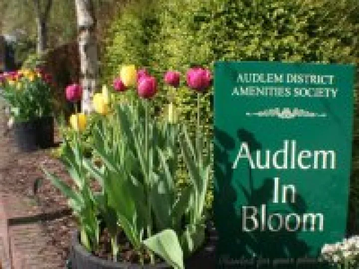 Tulips in Audlem in Bloom bed