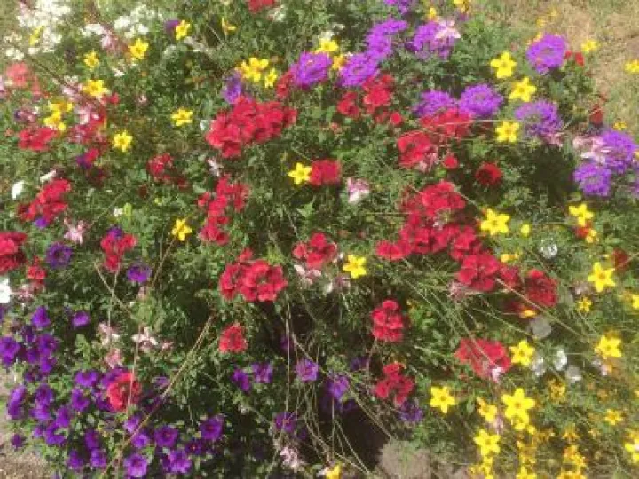 ADAS Flowers