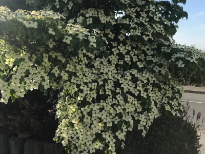 Chinses rose  May 2020