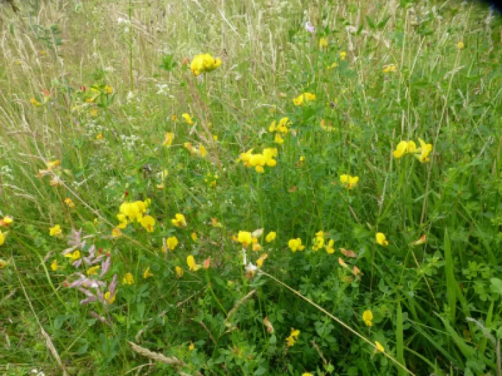 Woodland Flowers Birdsfoot Trefoil