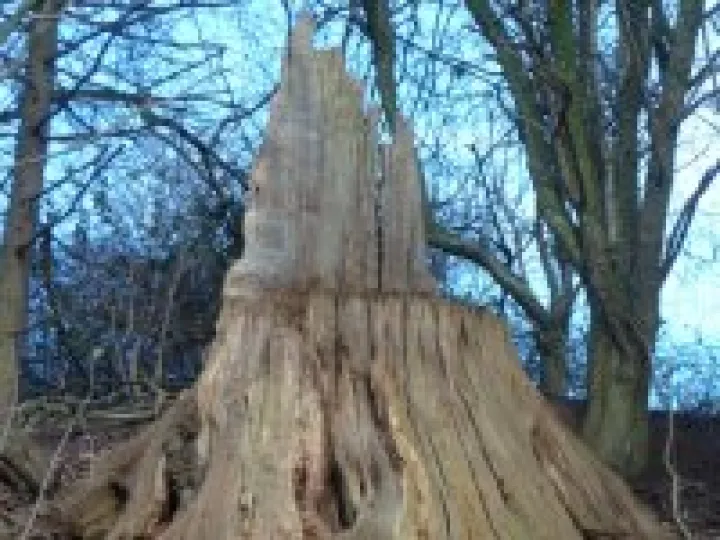 2013 Boxing Day walk (2)