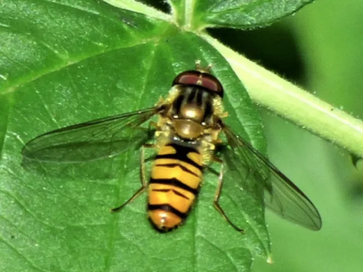 Turnpike Field wildlife