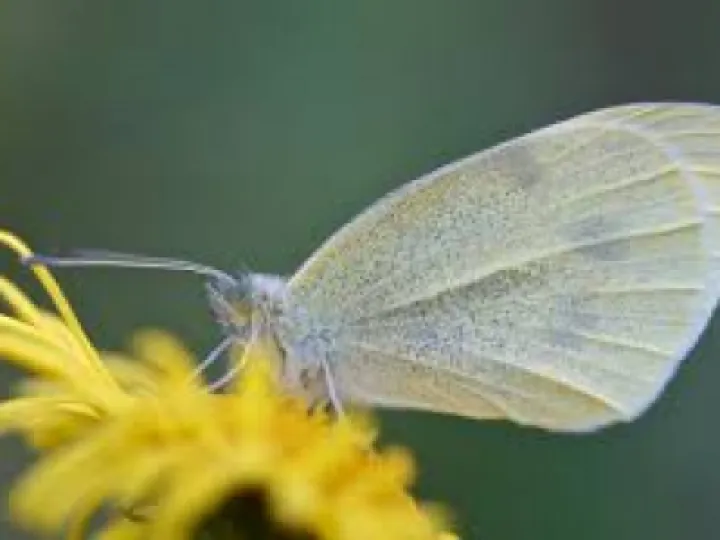 small white