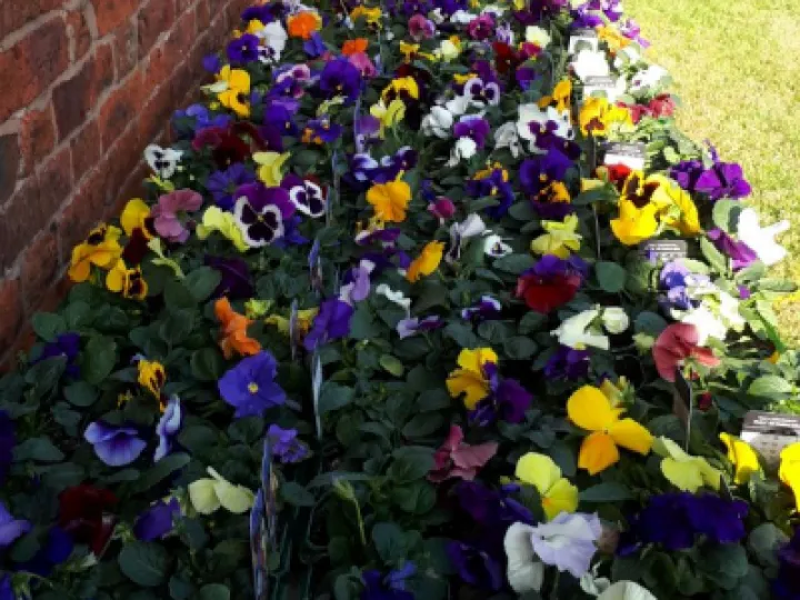 PlantSale2020Pansies