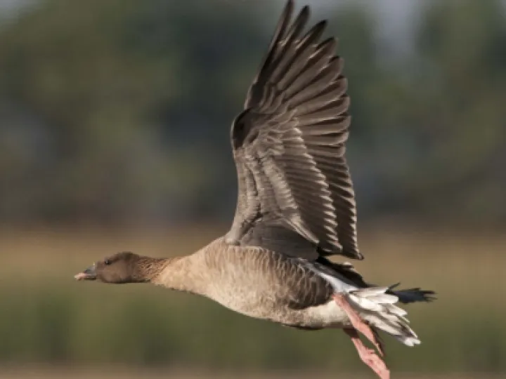 Pink-footed Goose Â© David Tipling 2020VISION