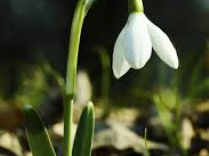Snowdrop 1